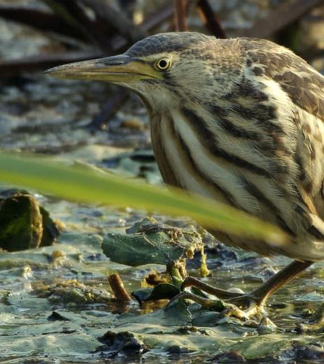 Das Bleistätter Moor.jpg