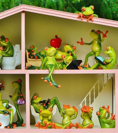 frogs_alexa.jpg