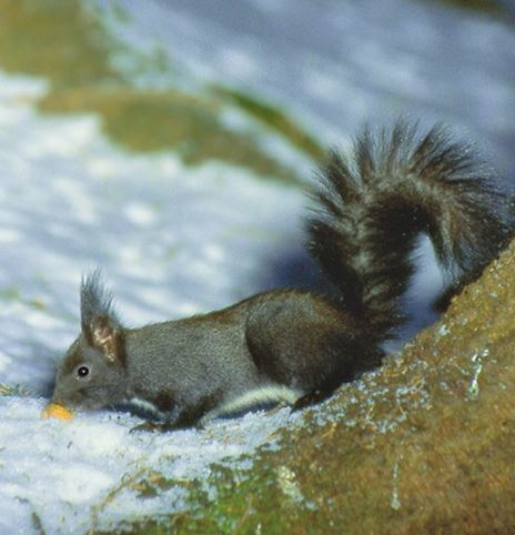 Überwinterungsstrategien (c) Zmoelnig.jpg