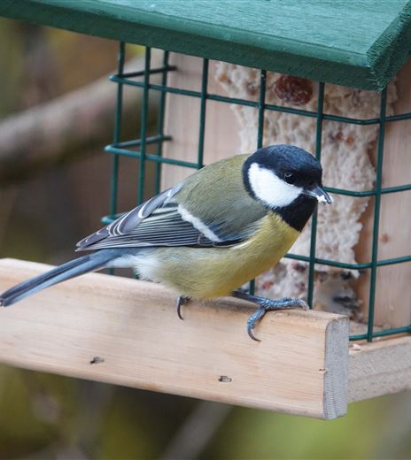 Vogelzählung_Kohlmeise © Lisa Lugerbauer.jpg