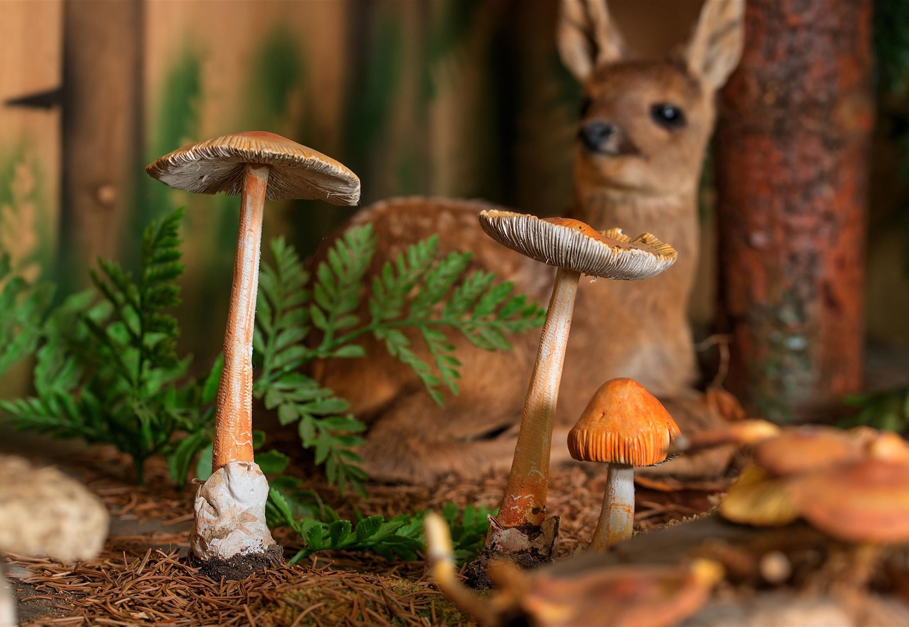 Pilz Museum 1
