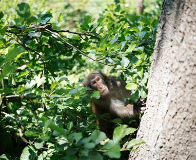 A monkey is sitting hidden in the thicket. It curiously peeks out from behind a tree.