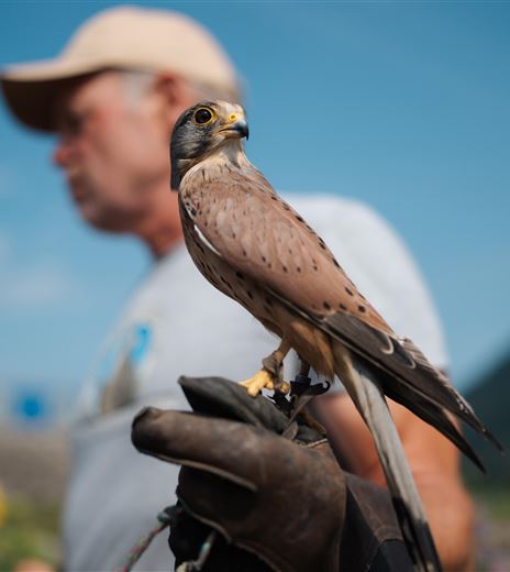 A falcon is sitting on a man's hand. In the background, a blurred landscape can be seen.
