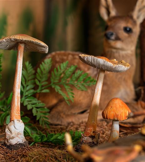 Pilz Museum 1