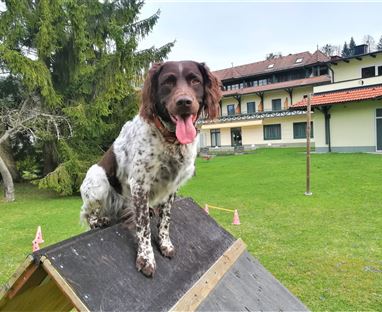 A lively dog stands on a climbing frame in a green garden. In the background, a building with several windows can be seen.