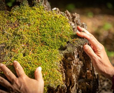 Hände berühren moosbewachsenes Holz in einem natürlichen Umfeld. Das Bild vermittelt eine Verbindung zur Natur.