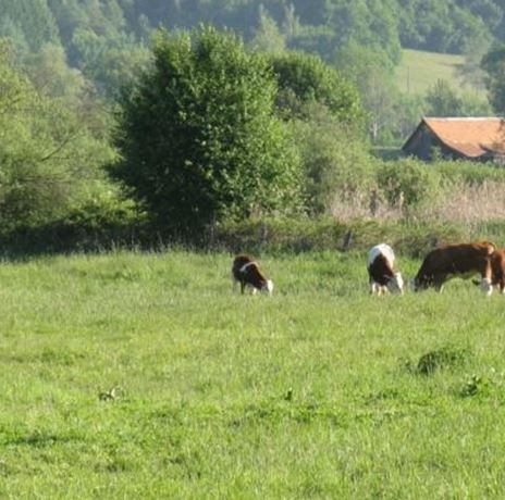 Un ampio prato con numerose mucche che pascolano serenamente. Sullo sfondo si vedono alberi e una piccola casa.