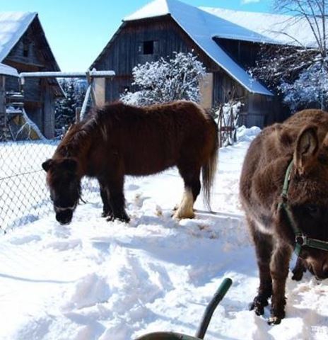 Zwei Ponys stehen im Schnee vor einem Bauernhof. Im Hintergrund sind alte Holzgebäude und Bäume zu sehen.