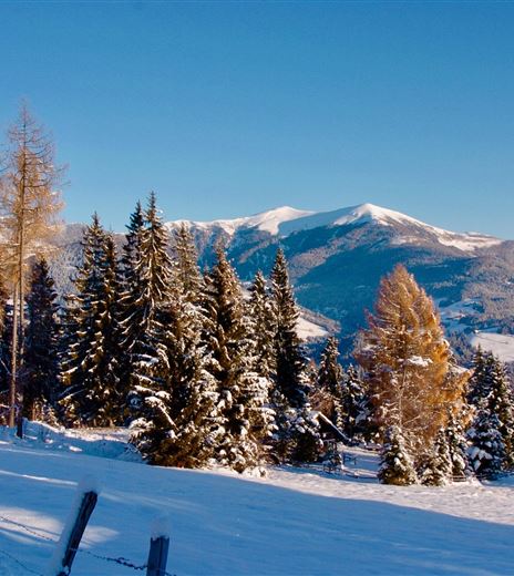 Eine winterliche Landschaft mit schneebedeckten Bäumen und Bergen im Hintergrund. Der klare blaue Himmel sorgt für eine ruhige Atmosphäre.