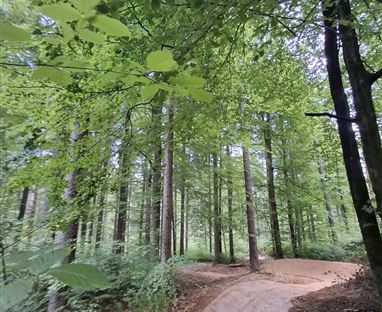 Kathi Truppe Trail T52